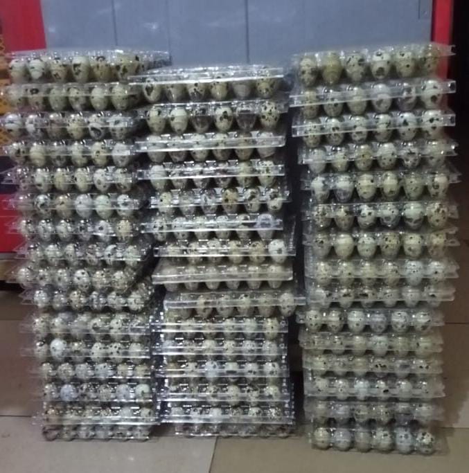 OEUFS DE CAILLE POUR LA CONSOMMATION 